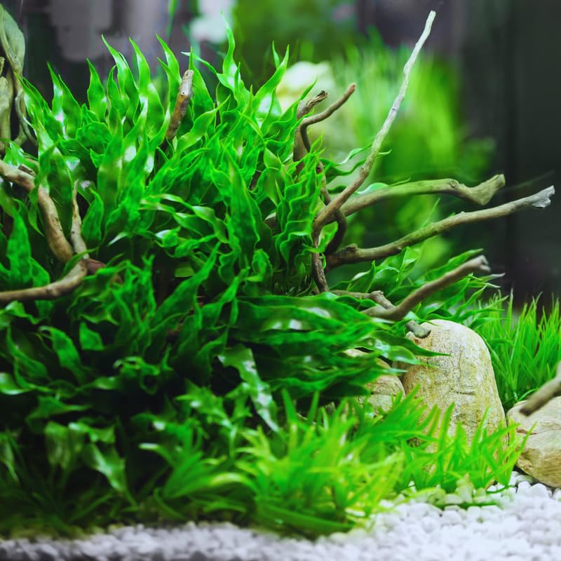 Water Wisteria Aquarium Plants Live Bundle, 4-6 Inc Tall