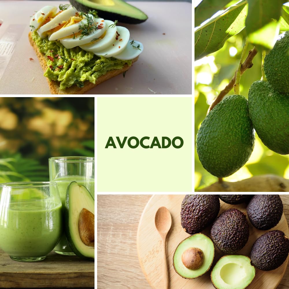 Avocado Tree Live Plant, Dwarf Avocado Plants Live in 3 Gallon Pot, Zones 9-11, Cold Hardy Fruit Tree for Patio, Home Orchard and Edible Gardening