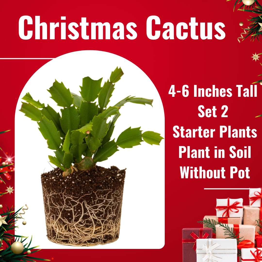 2 Live Red Christmas Cactus Plants, Red Christmas Cactus Plants Live, 4 to 6 Inch, Bare Root, Perennial Flower Holiday Succulent Plant, No Pot