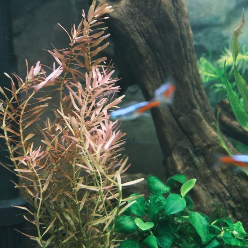 Orange Rotala Plant Stems, Live Aquarium Plant - 1 Clump Bundle