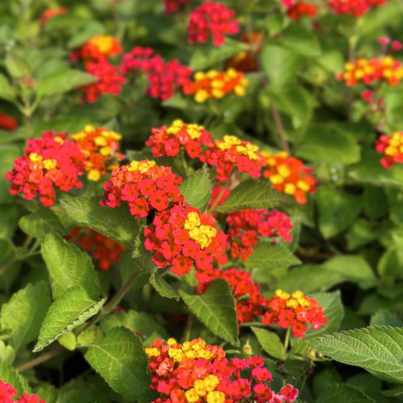 3 Lantana Plants Live, Red Orange Lantana Flower Live Plant, Colorful Perennial Flower Garden, 4 to 7 Inches