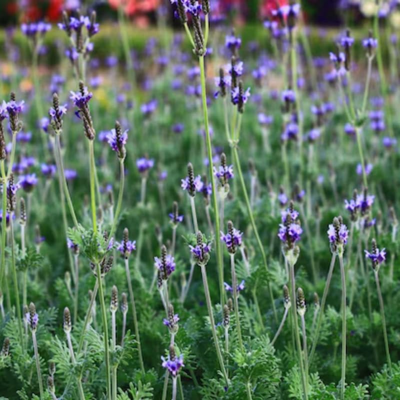 Pack 4 Deep Violet Lavender Plants Live, 4–8" Tall, Fragrant Lavender Flower Lavandula Perennial Well-Rooted, No Pot