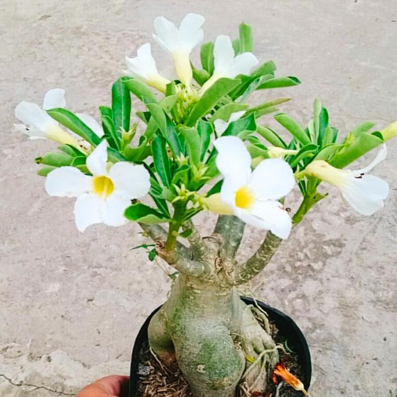 White Desert Rose Plant Live, Adenium Obesum Desert Rose Succulent Live Plant, 4-8 Inches Tall, Flowering Cactus