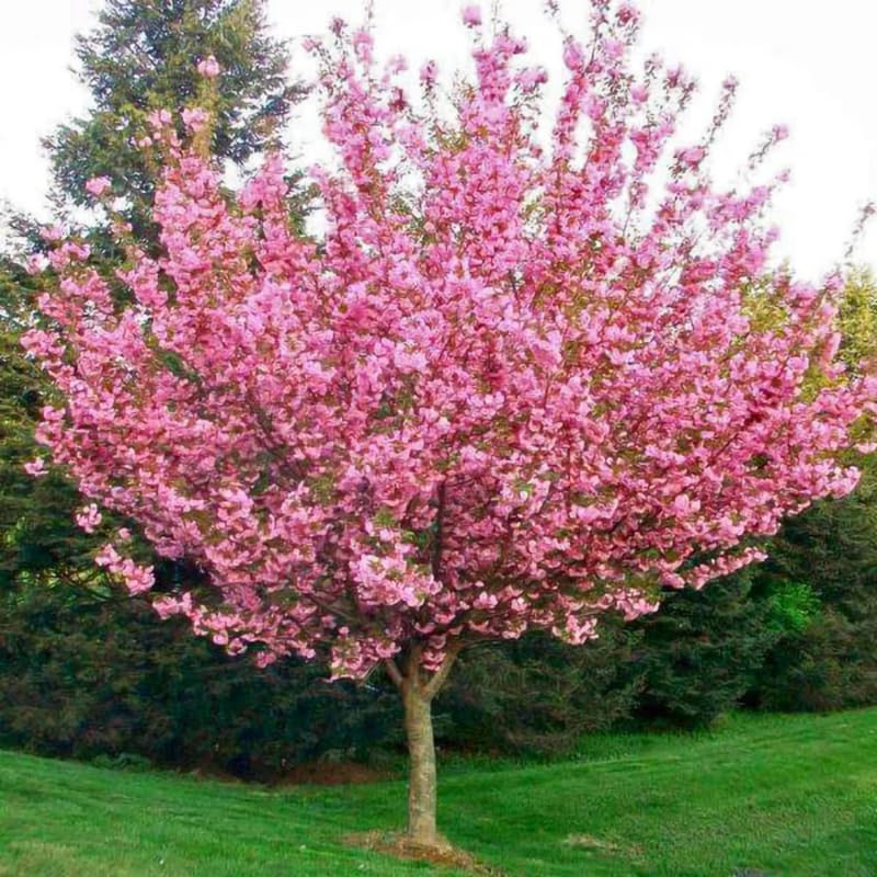 Live Cherry Blossoms Tree Plant, Kwanzan Flowering Cherry Blossom in 2.5 Inches Pot, Dormant in Winter, Perennial Bloom, 9 Months Old Trees