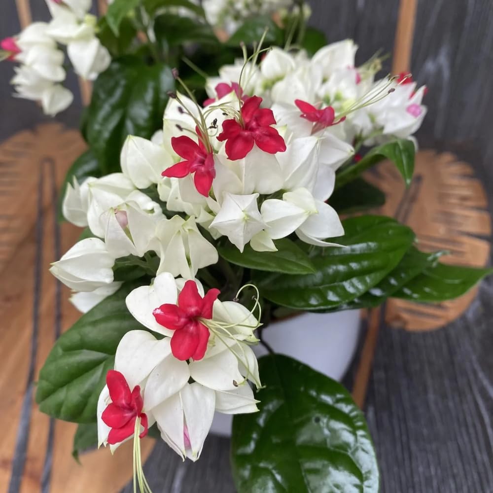 Set 2 Bleeding Heart Live Plants, Perennial Flowering Vine Plants, Fully Rooted 4-6 Inches, Containers and Garden Planting (White Bleeding Heart Vine)
