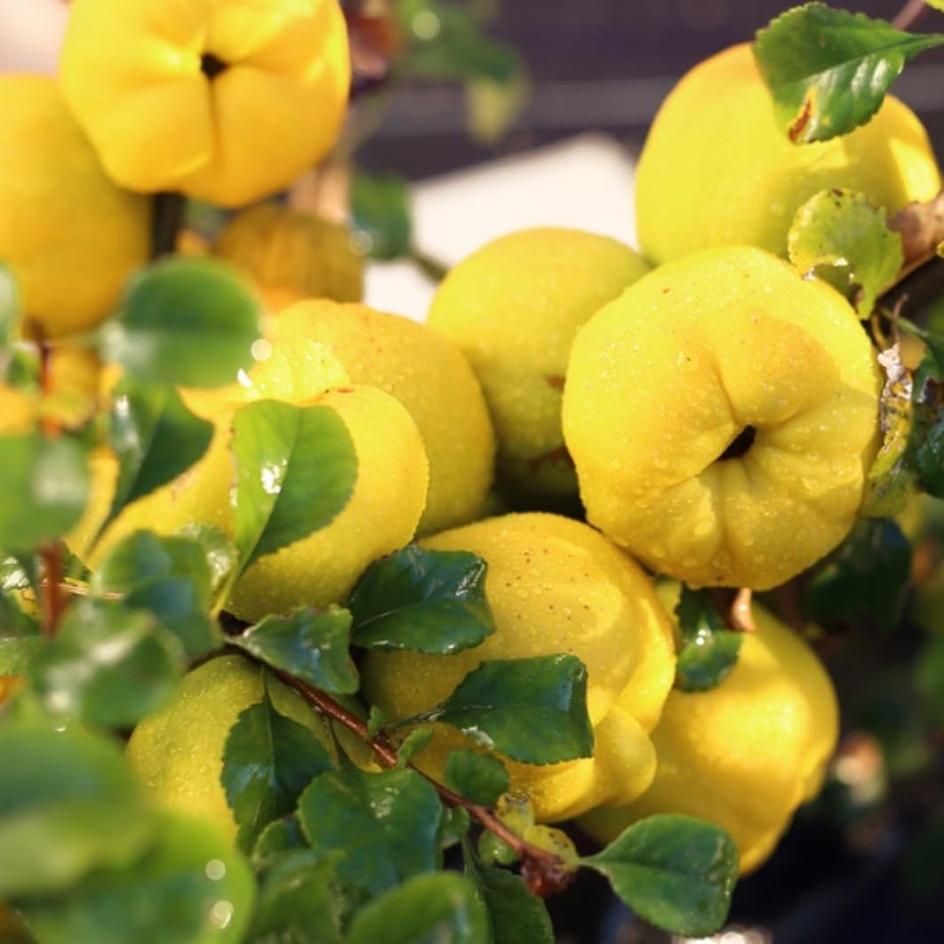 Yellow Quince Tree Live Plant, 2–3 Ft Tall, 2–3 Years Old, Cold Hardy Fruit Tree for Backyard and Garden Planting
