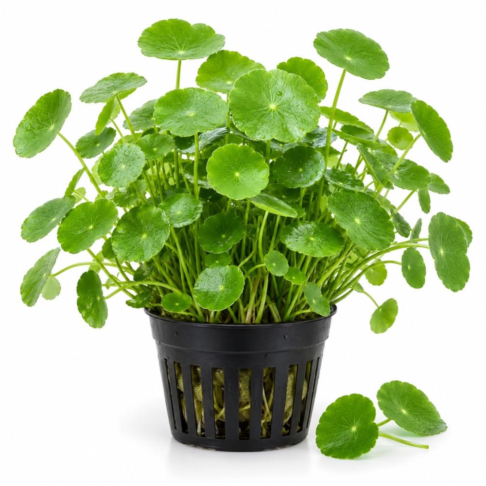 Pennywort Plant, Aquatic Plants, Aquascaping Green Foliage Selection