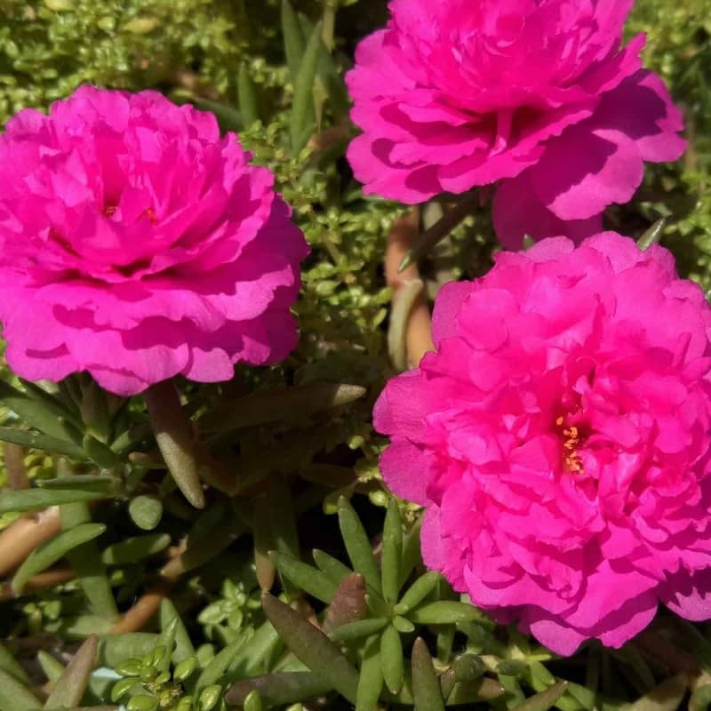2 Pink Moss Rose Plants, Annual Portulaca Flowers for Garden, Hanging Baskets, Well Rooted Plugs 3-5 Inches