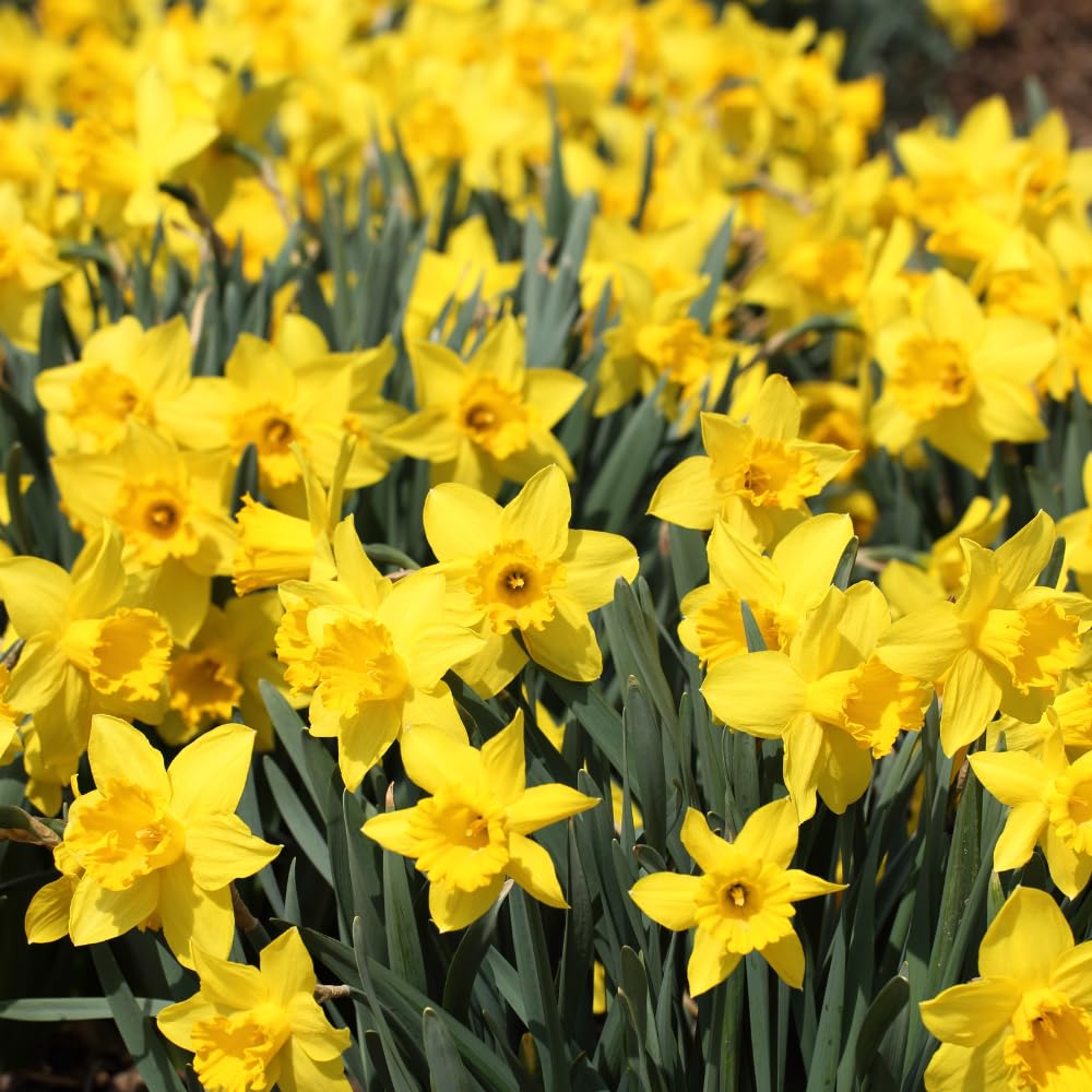 50 Yellow Daffodil Bulbs for Fall Planting, Blooming Narcissus, Spring Bloom, Cold Hardy, Large Selected Bulbs for Planting