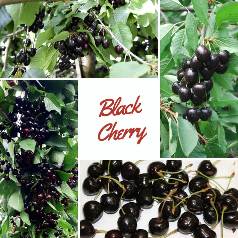 Black Cherry Trees Plant Live for Planting Outdoor, Sweet Cherry Fruit Plant, 1.5-2 Ft Tall, Zones 3–9