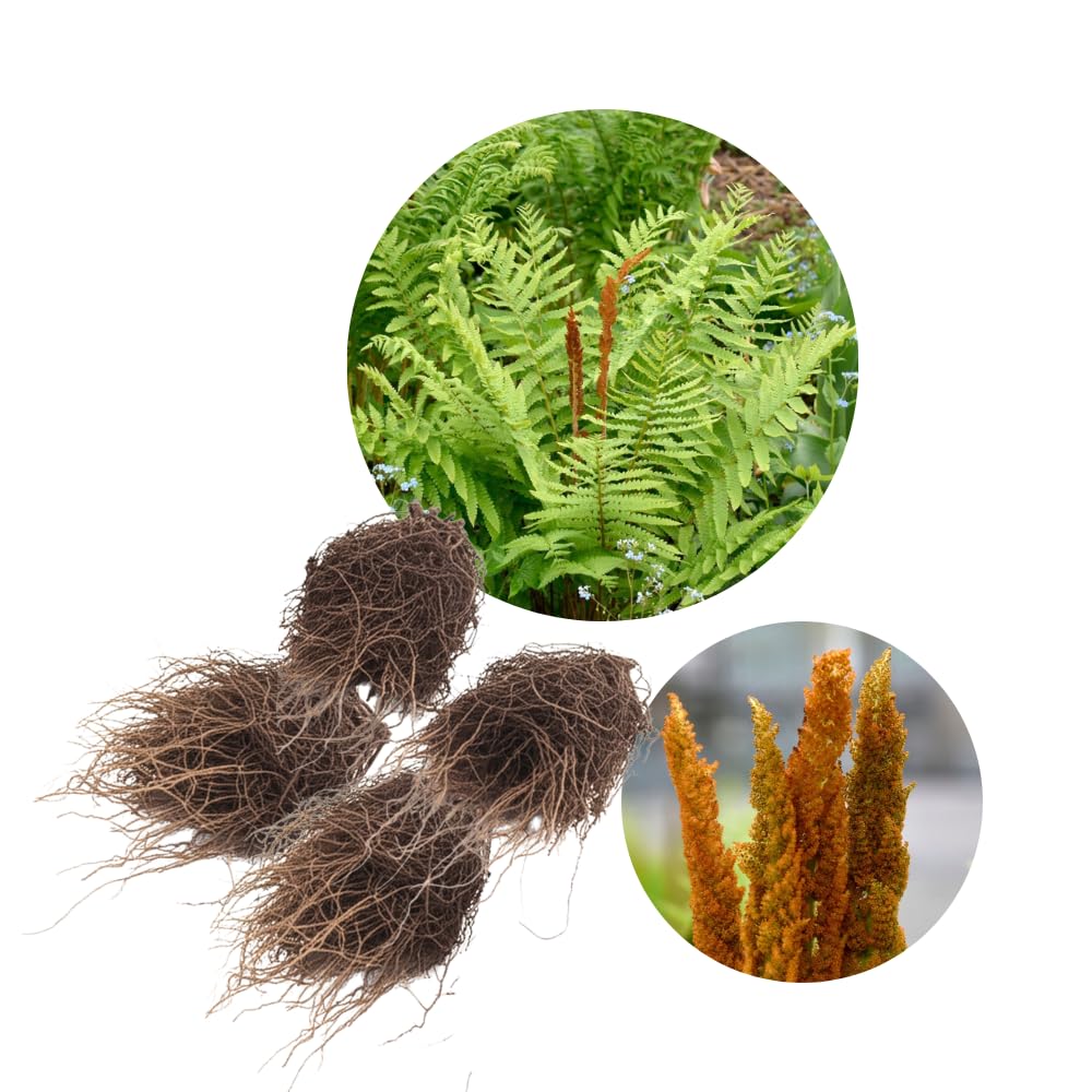 5 Ferns Rhizomes, Fern Roots Outdoor Indoor, Live Ferns Roots for Outdoors, 3 to 5 Inc Tall
