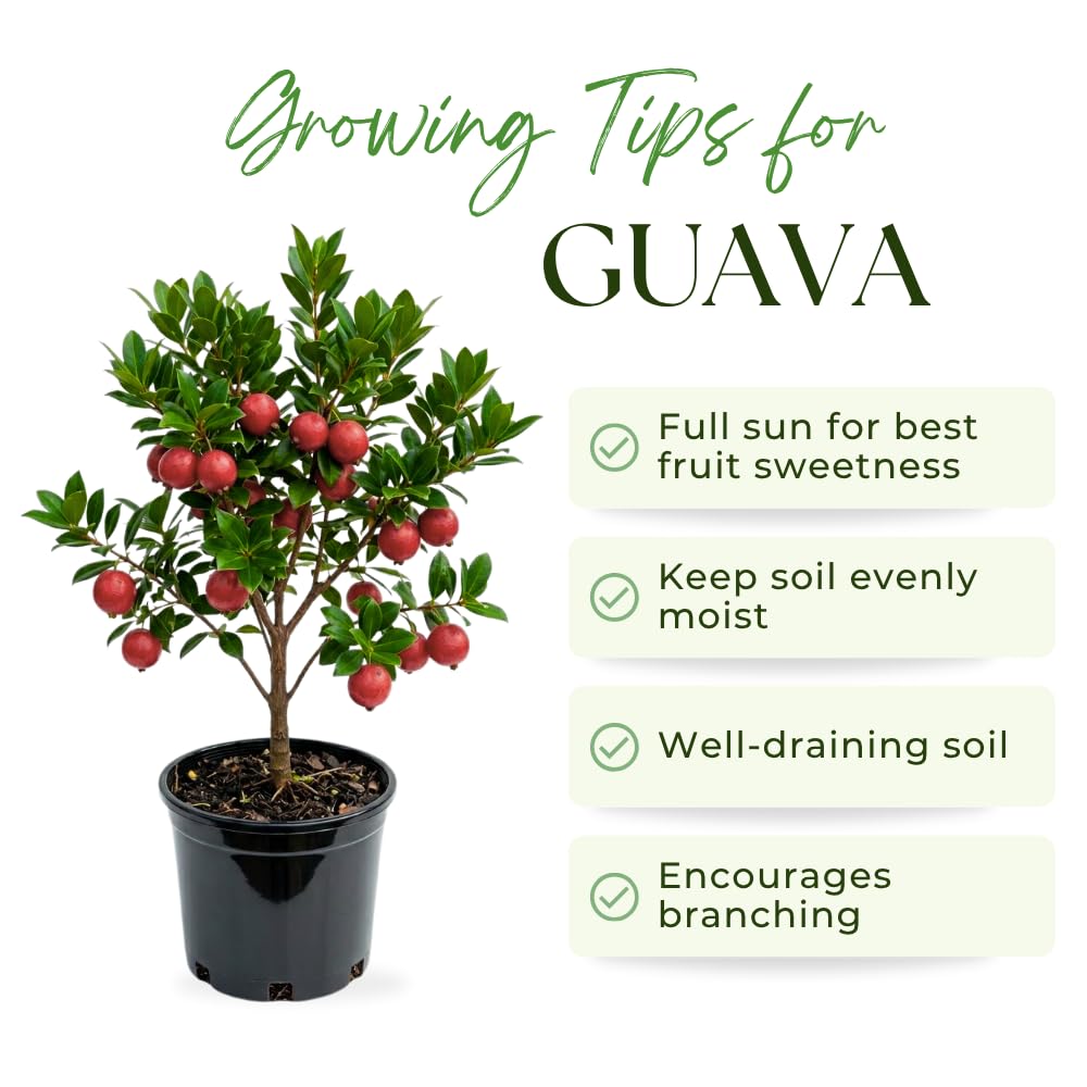 Strawberry Guava Tree Live Plant, Guava Plants Live for Planting, 3 Gallon Pot, 2-3 Feet Tall, Sweet Tropical Fruit Tree for Patio, Backyard and Outdoor Garden, No Ship to CA