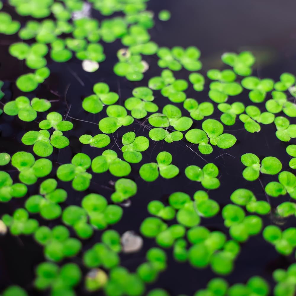 2000 Live Duckweed Aquatic Plants, Small Green Floating Freshwater Plant