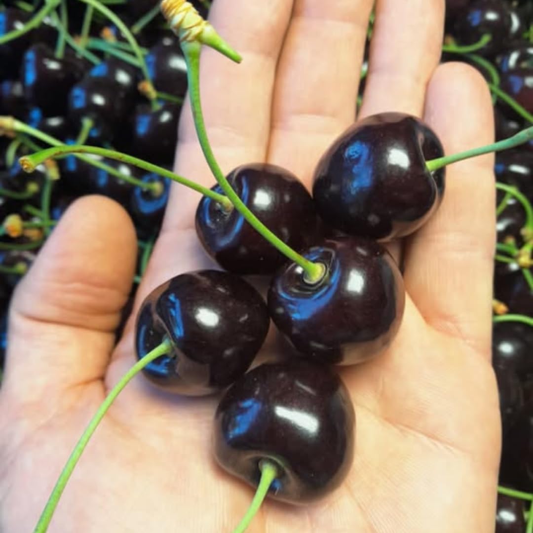 Black Cherry Tree, Live Cherry Fruit Tree Rooted 1.5-2 Feet Tall, Hardy, Dormant, Sweet Cherries for Outdoor Garden