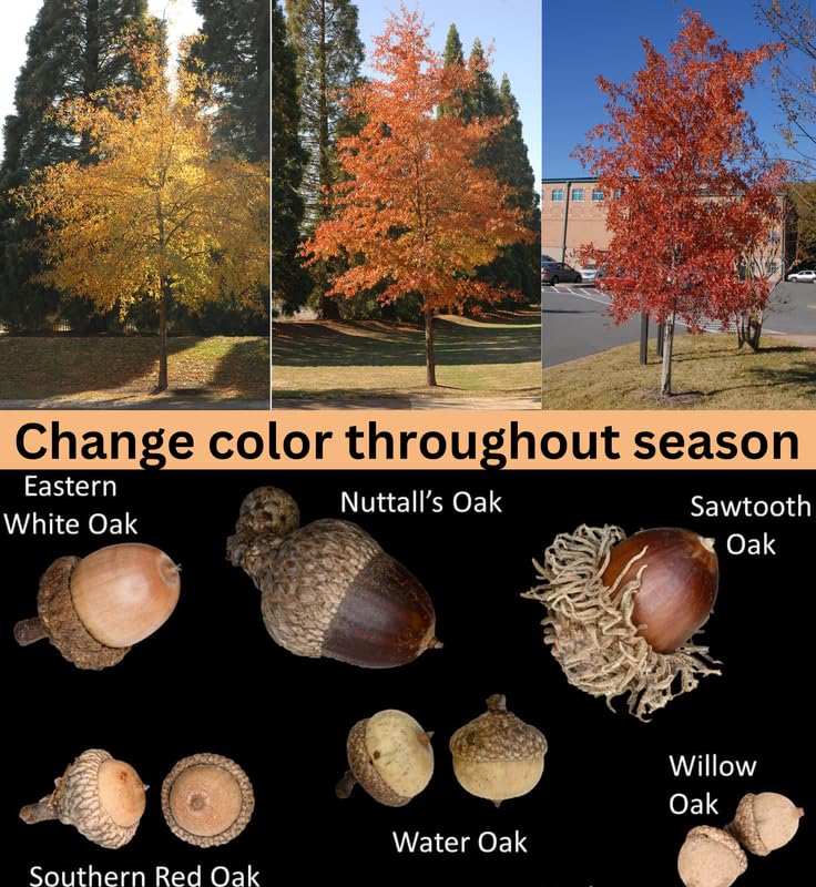 1 Year Old Willow Oak Tree Live Plant in 4" Pot, Fast Growing Shades Tree, Well-Rooted Seedling, Dormant in Winter, 6-12 Inches in Tall