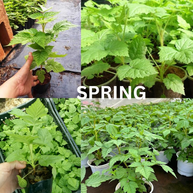 2 Raspberry Plants Live, Red Caroline Raspberry Bush for Planting, 4-7" in Tall, Spring Raspberries Cold Hardy