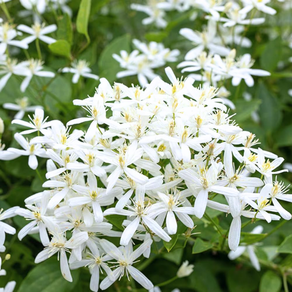 Pack 3 Sweet Autumn Clematis Live Plants, Well-Rooted 4” Pots Clematis Vines, Fragrant White Flowering Climber for Trellises and Landscapes