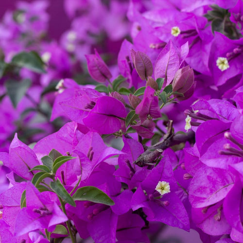2 Bougainvillea Plants Live, Bougainvillea Flower Vine Plant, Indoor Outdoor Garden 4-7 Inches (Purple)