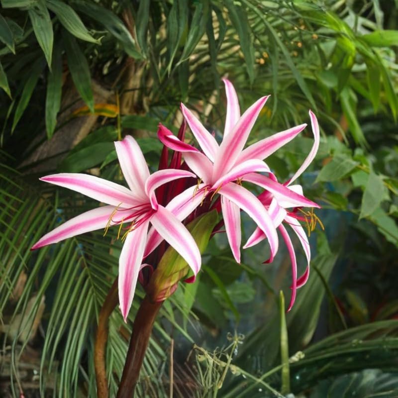 Pink Queen Lily Plant Live, Tropical Flowering Plant, Vibrant Lilies Flowers 2-2.5 Feet Tall, Outdoor Garden Growing