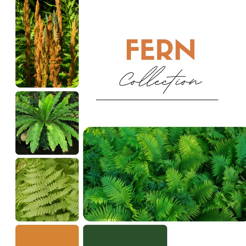 Set 5 Cinnamon Ferns Bare Roots, Ferns Live Plants 4-6 Inches, Hardy Ferns for Shade for Outdoor Garden