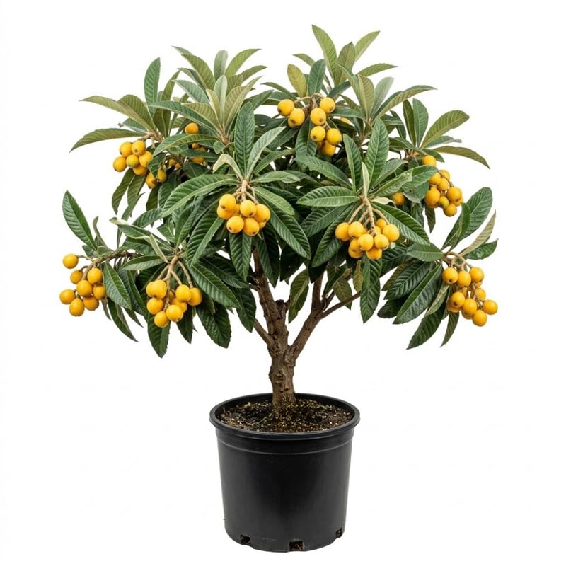 Live Loquat Tree Plant 2-3 Feet Tall, Tropical Fruit Tree for Garden Planting, Outdoor Loquat Plant for Backyard Orchard, Patio Pots or Landscape Growing, No Ship to CA