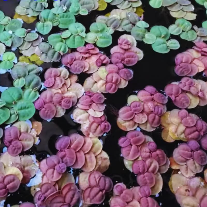 30 Red Root Floater Plants Live, Aquarium Plant