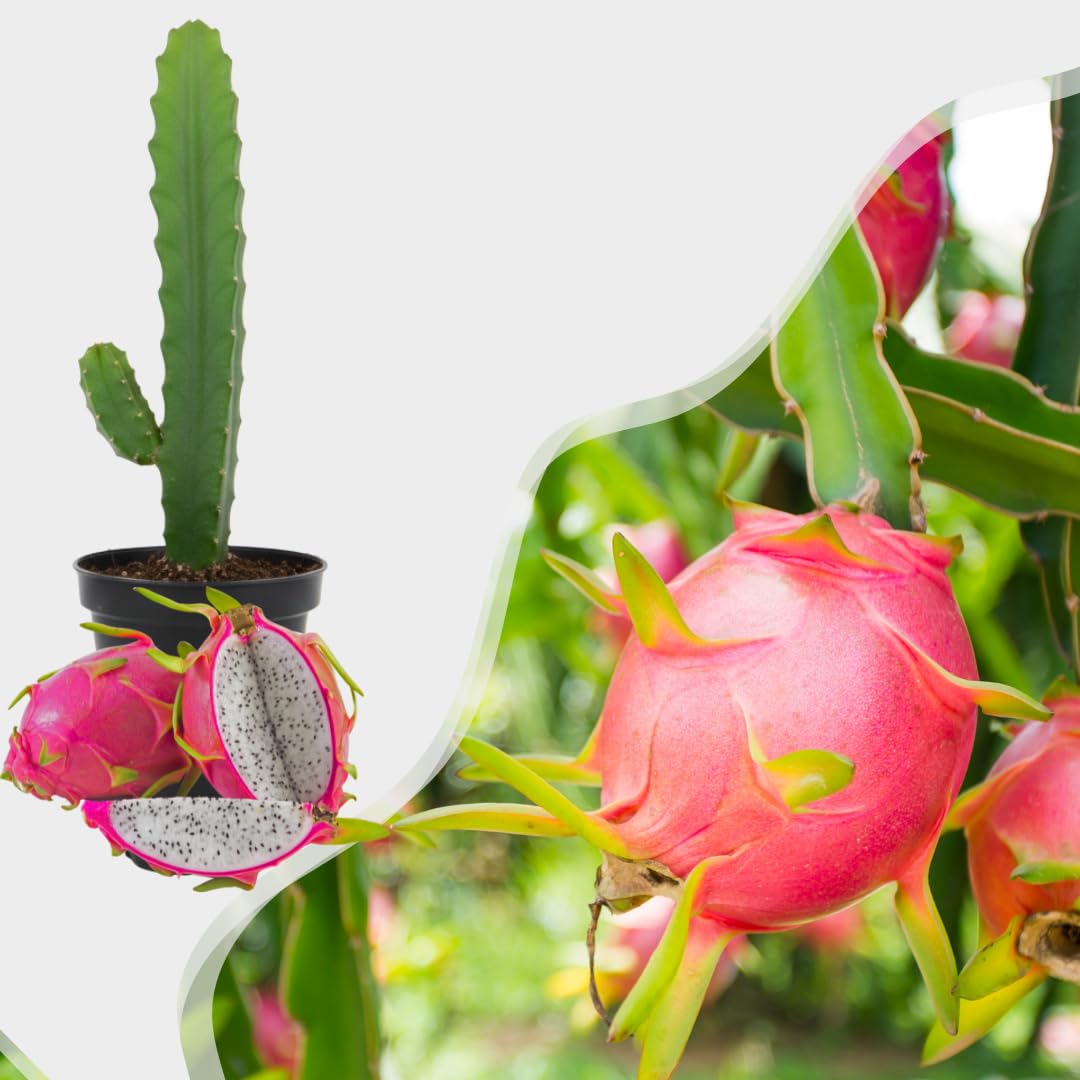 Live Dragon Fruit Plant, Sweet Dragon Fruit Vine Plant, Tropical Plant,1 Gallon Potted for Growing (White)