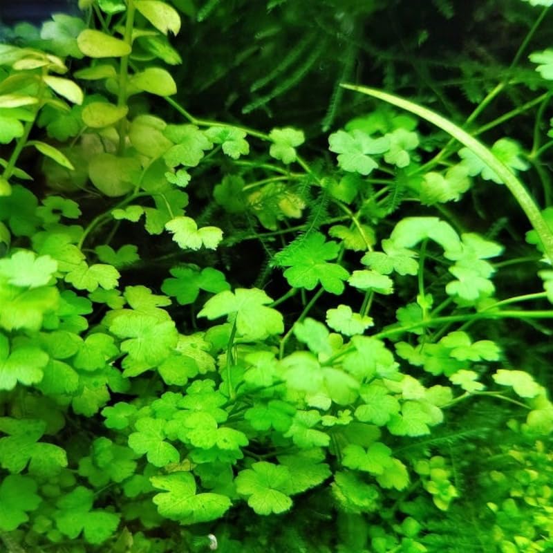 5-7 Japanese Dwarf Pennywort Aquarium Plant Live Stems, Japanese Dwarf Pennywort Aquarium Plant Live, Aquarium Plant Live, Red Ludwigia Live Aquarium Plants