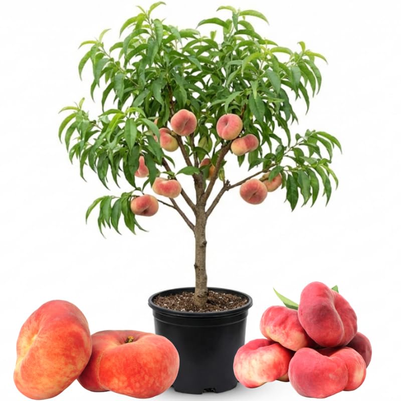 Donut Peach Tree Live Plant - 3 Ft Tall in 5 Gallon Pot, Sweet Peach Fruit Tree for Outdoor Garden, No Ship to CA