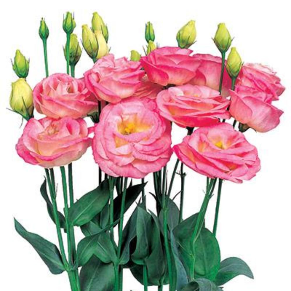 Eustoma Lisianthus Plant Live, Lisianthus Flowers Well Rooted Plug 2-3 Inch Height, Lisianthus Thornless Roses Seedling (Pink Lisianthus)