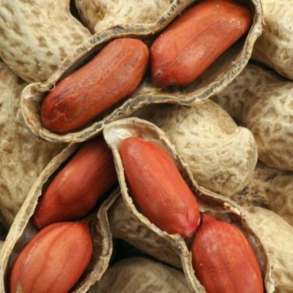 40 Jumbo Virginia Peanut for Outdoor Planting, Perfect for High-Yielding Peanuts Home Garden and Outdoor Growing