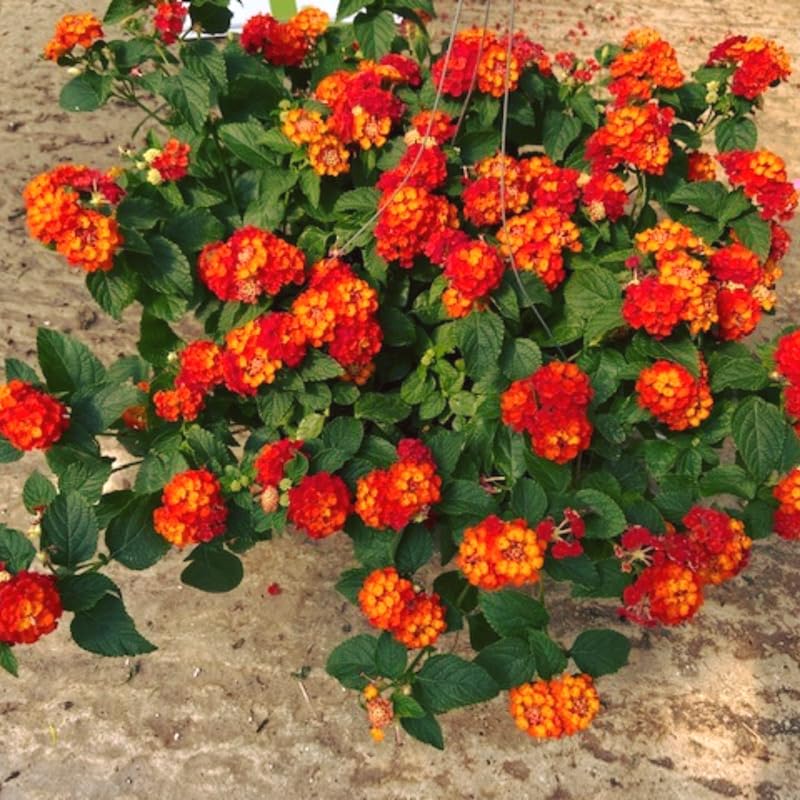 4 Lantana Plants Live, Red Yellow Lantana Live Plant from 4 Inches Tall, Hardy Annual Flower Plant Indoor Outdoor