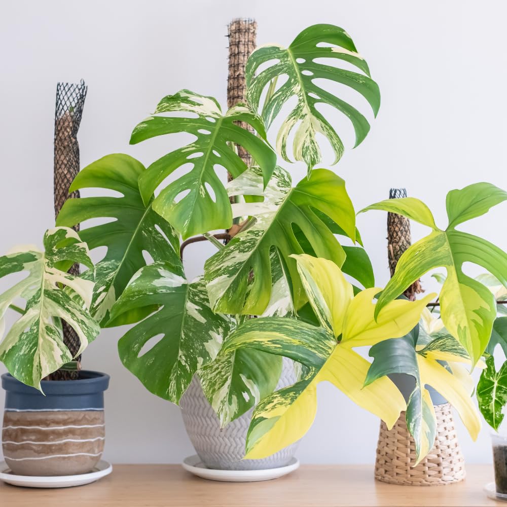 Constellation Monstera Plant Live, Rare Variegated Foliage Monstera, Live Indoor Philodendron Houseplant for Planting, 4-7 Inch Tall