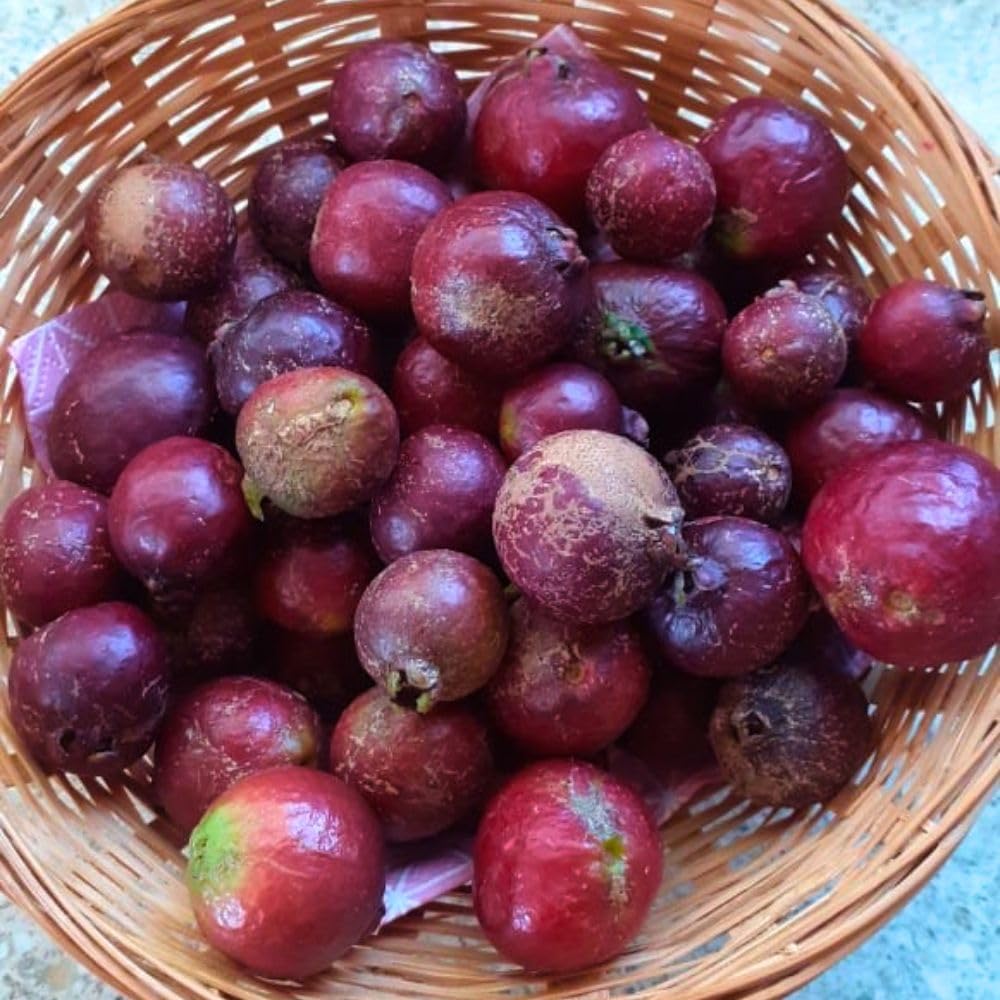 Strawberry Guava Tree Live Plant 3 Gallon, Guava Plant 2-3 Feet Tall, Fragrant Guajava for Home Garden, No Ship to CA