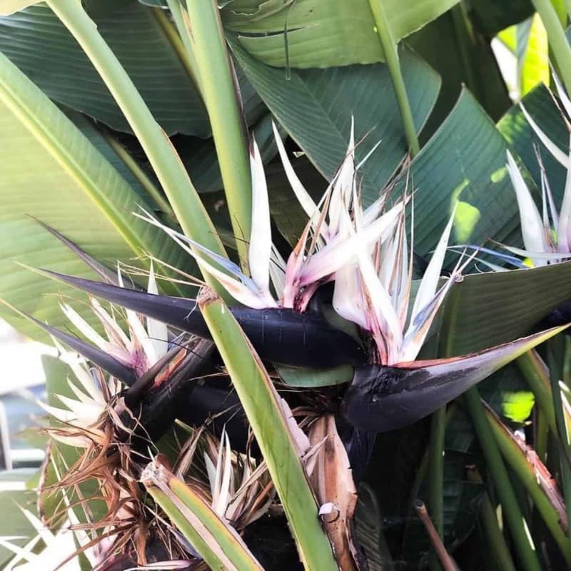 4 Bird of Paradise Plants Live, Strelitzia Reginae, 4-7 Inch Tall, Tropical Flowering Plants for Indoor or Outdoor Growing