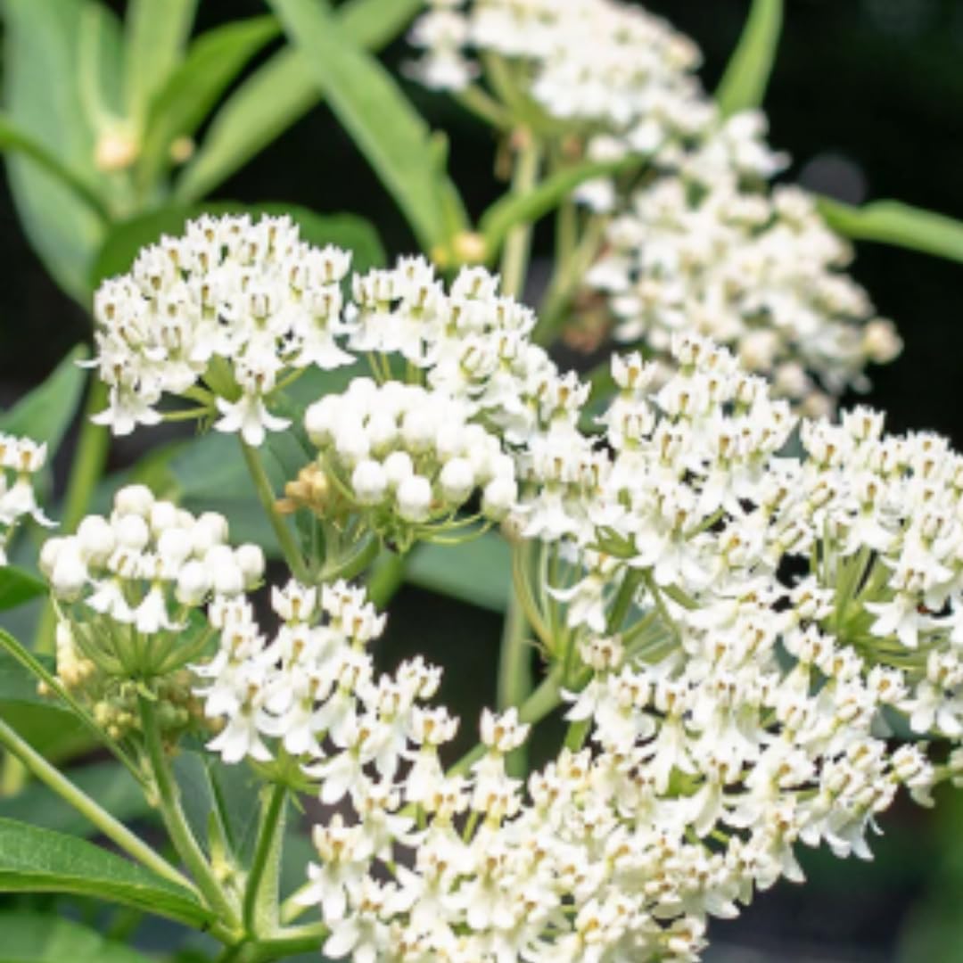 Set of 2 Live Milkweed Plants, Perennial Butterfly Milkweed Plants, Asclepias Tuberosa Plant, 5-8 Inch Tall for Indoor or Outdoor Planting, No Pot (White Milkweed)