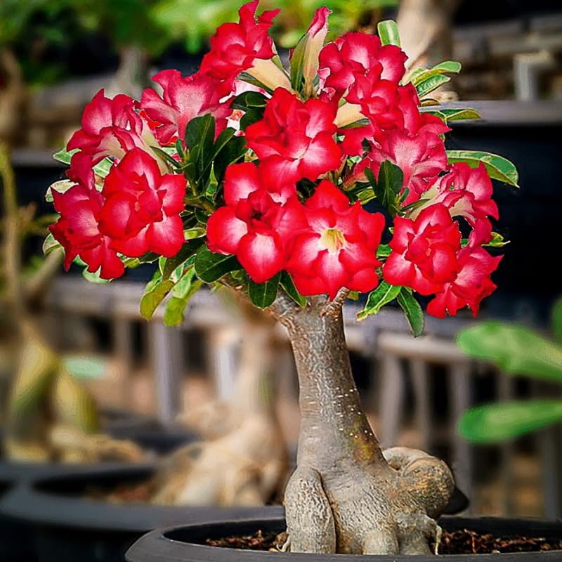 Red Desert Rose Plant Live, Adenium Obesum Desert Rose Succulent Live Plant, 4-8 Inches Tall, Flowering Cactus