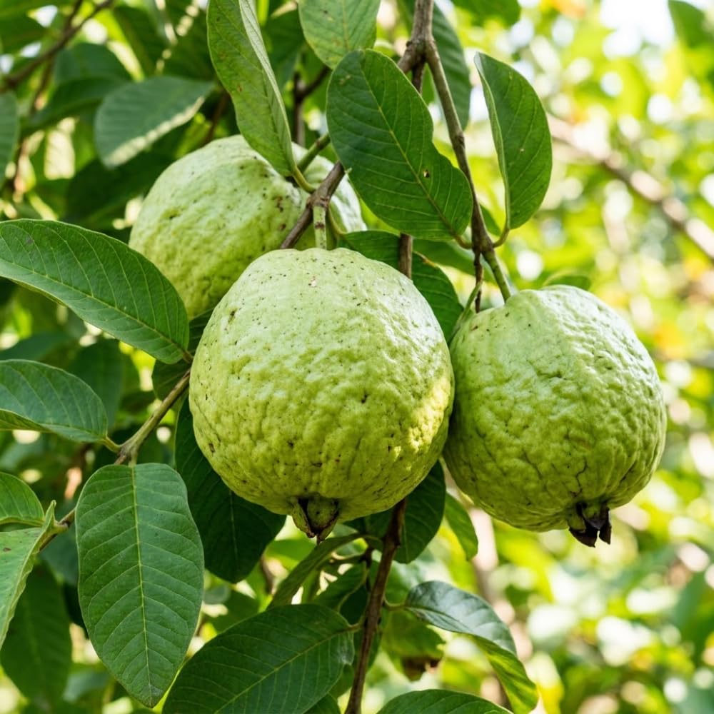 Thai Guava Tree Live Plant, Guava Plants Live for Planting, 3 Gallon Pot, 2-3 Feet Tall, Sweet Tropical Fruit Tree for Patio, Backyard and Outdoor Garden, No Ship to CA