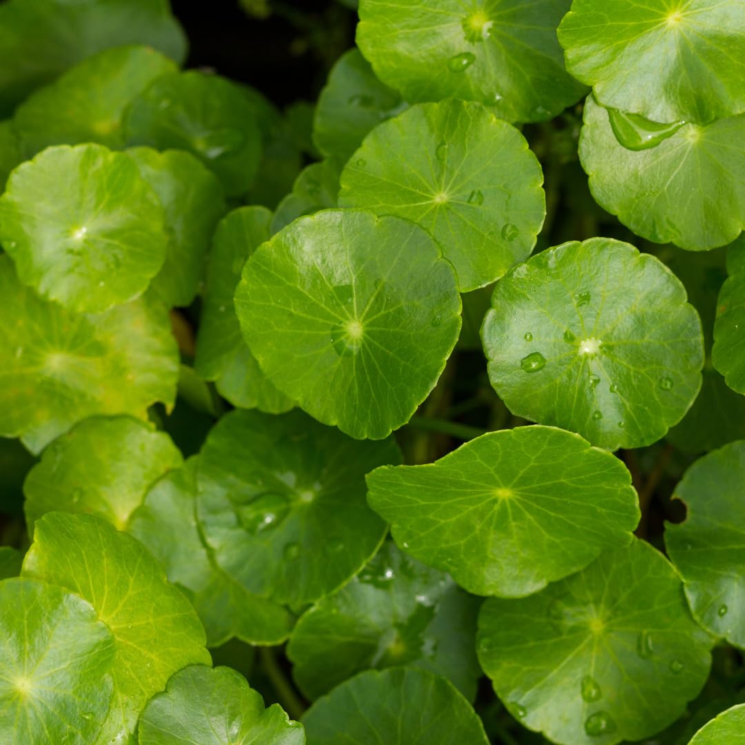 Pennywort Aquatic Plant Live, Aquarium Plant for Aquascaping