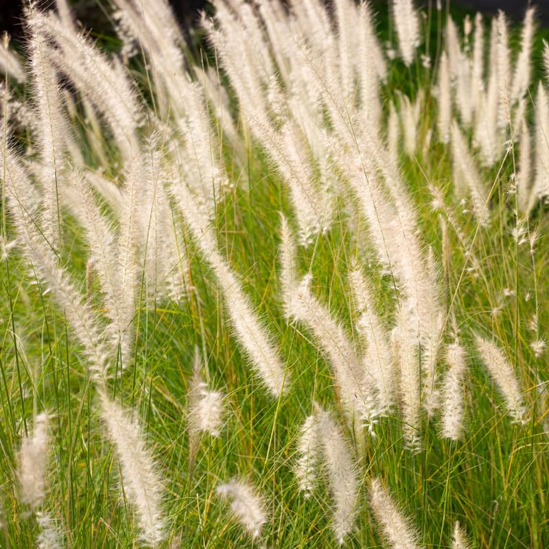 YOKEBOM 2 Mixed Fountain Grass Plants Live for Planting, Ornamental Grass for Landscaping, Hardy Grasses Clupms 4-7 Inch Tall Well Rooted