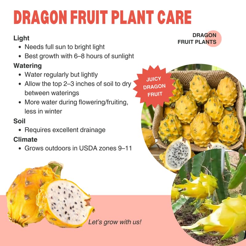 Set of 2 Yellow Dragon Fruit Plants Live, 4-8 Inches Tall, Tropical Cactus Live Plant, Dragonfruit Seedlings