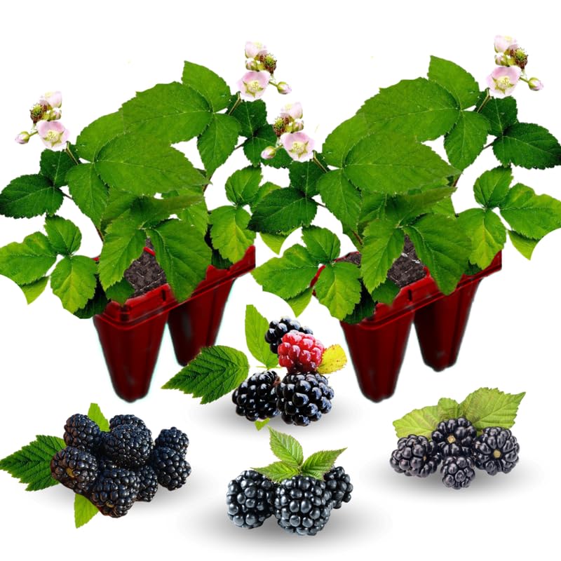 2 Random BlackBerry Plants Live for Planting, High Yielding, Sweet Juicy Berries for Your Garden, 4-6" in Tall, Cold Hardy, Dormant in Winter, No Pot