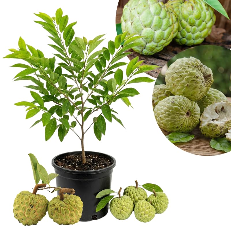 Green Sugar Apple Tree Live Plant, 24-30' Tall in 1 Gallon Pot, Sugar Apple Tree Plant for Planting Outdoor Garden, No Ship to CA