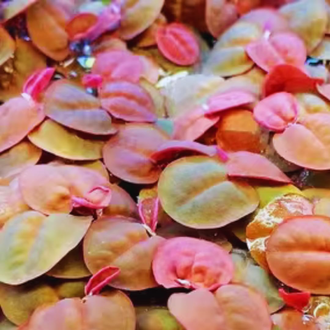60 Red Root Floater Plants Live, Red Root Floater Live Plant, 4 to 6 Inches Tall, Aquatic Pond Plant