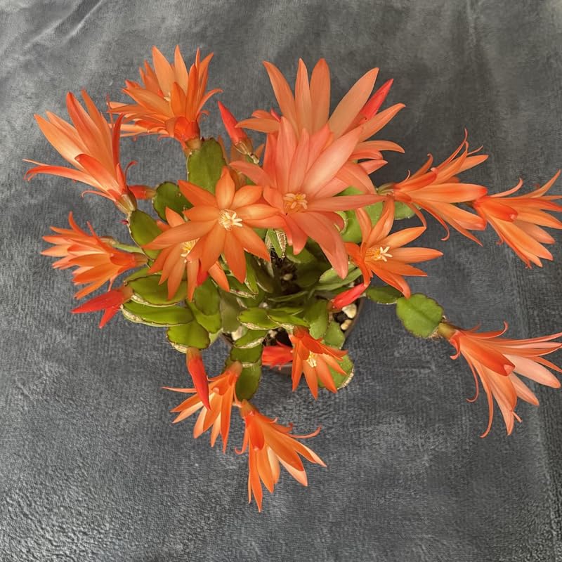 Orange Easter Cactus Flowering Plants, Spring Easter Cactus, Live Indoor Houseplant, 4 to 6 Inches