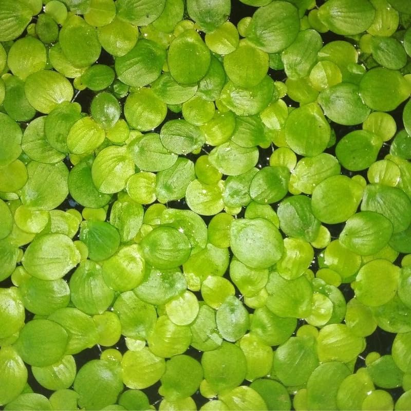 2000 Live Duckweed Plants - Freshwater Floating Aquarium Plant
