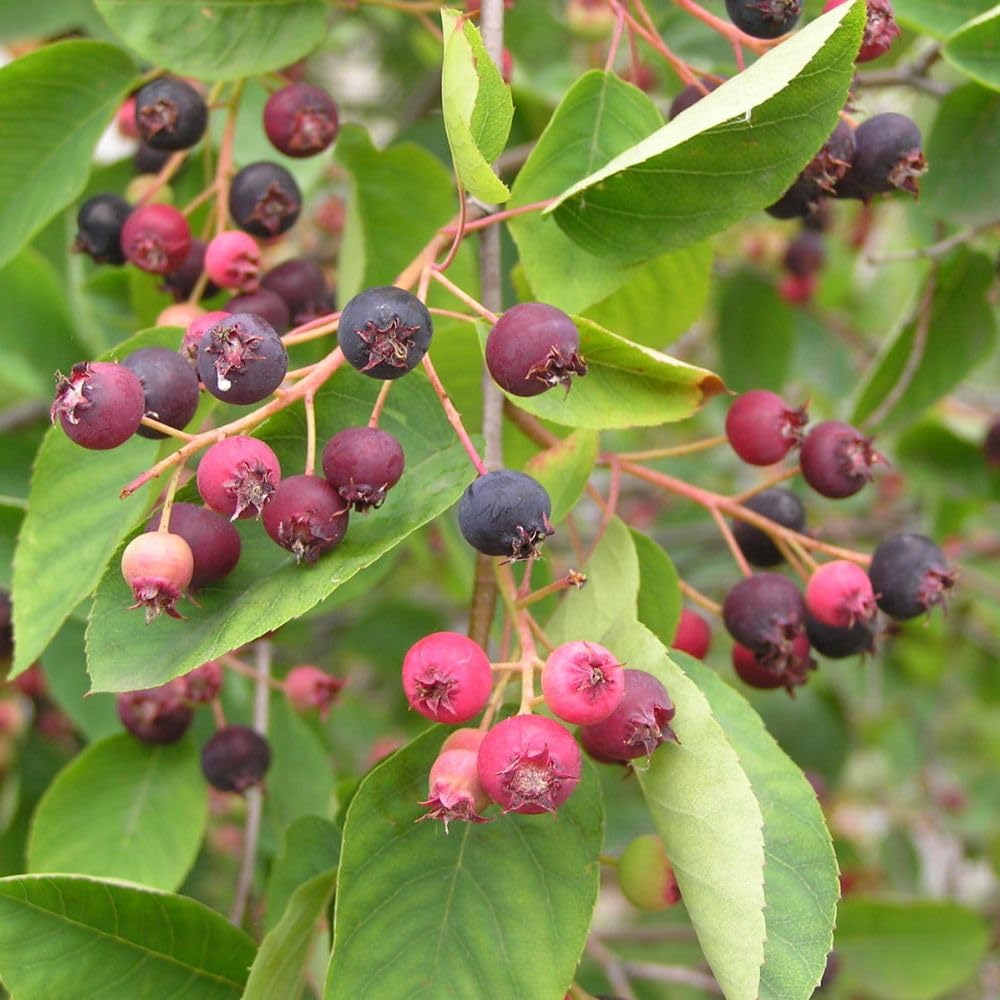 Edible Serviceberry Plant 6-12 Inch Tall