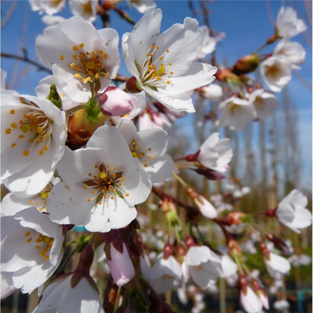 Cherry Blossom Tree Live Plant, 8-12" Tall, Ornamental Flowers for Outdoor Planting, in Pot (White Cherry)