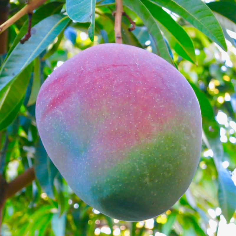 Glenn Mango Tree Live Plant, Fully Rooted in 3 Gallon Pot, Tropical Mango Fruit Tree for Indoor or Outdoor Growing