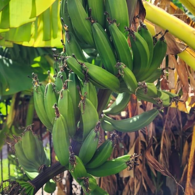 Sweet Banana Tree Live Plant, Cold Hardy Banana Plant Live, Tropical Banana Fruit Seedling, Well Rooted 4-8 Inch Tall